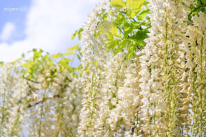 かざはやの里、藤棚、5月夏の花、三重県津市の観光・撮影スポットの画像と写真
