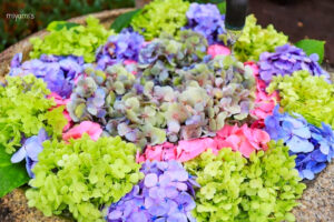 かざはやの里、あじさい、花手水舎、6月夏の花、三重県津市の観光・撮影スポットの画像と写真
