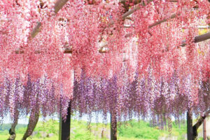 かざはやの里、藤棚、5月夏の花、三重県津市の観光・撮影スポットの画像と写真