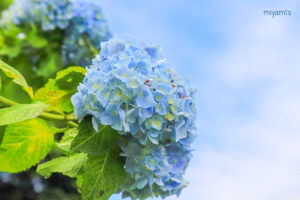 かざはやの里、あじさい、6月夏の花、三重県津市の観光・撮影スポットの画像と写真