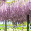 かざはやの里、藤棚、5月夏の花、三重県津市の観光・撮影スポットの画像と写真