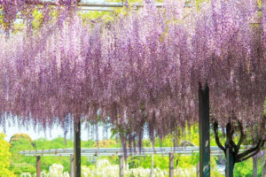 かざはやの里、藤棚、5月夏の花、三重県津市の観光・撮影スポットの画像と写真