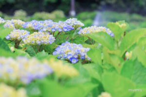 かざはやの里、あじさい、6月夏の花、三重県津市の観光・撮影スポットの画像と写真