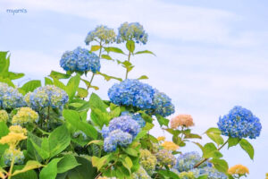 かざはやの里、あじさい、6月夏の花、三重県津市の観光・撮影スポットの画像と写真