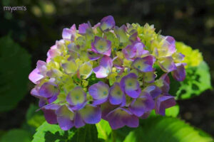 かざはやの里、あじさい、6月夏の花、三重県津市の観光・撮影スポットの画像と写真