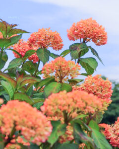 かざはやの里、あじさい、6月夏の花、三重県津市の観光・撮影スポットの画像と写真
