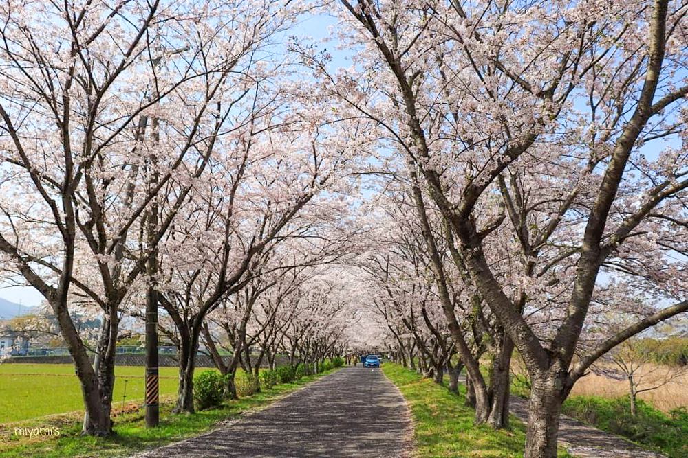 北神山花街道、桜、春の花、三重県津市の観光・撮影スポットの名所
