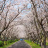 北神山花街道、桜、春の花、三重県津市の観光・撮影スポットの名所