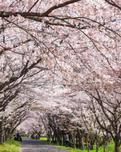 北神山花街道、桜、春の花、三重県津市の観光・撮影スポットの名所