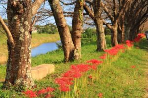 北神山花街道、彼岸花、秋の花、三重県津市の観光・撮影スポットの名所