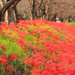 北神山花街道、彼岸花、秋の花、三重県津市の観光・撮影スポットの名所