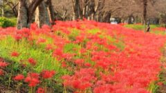 北神山花街道、彼岸花、秋の花、三重県津市の観光・撮影スポットの名所