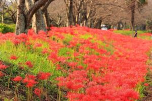 北神山花街道、彼岸花、秋の花、三重県津市の観光・撮影スポットの名所
