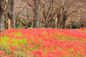 北神山花街道、彼岸花、秋の花、三重県津市の観光・撮影スポットの名所