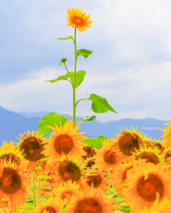 マルホ農園、ひまわり、7月の夏の花、三重県四日市市の観光・撮影スポットの名所