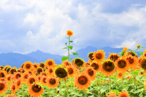 マルホ農園、ひまわり、7月の夏の花、三重県四日市市の観光・撮影スポットの名所