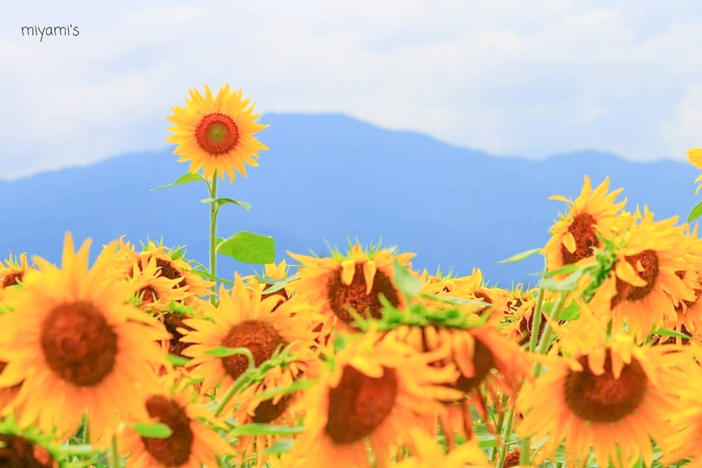 マルホ農園、ひまわり、7月の夏の花、三重県四日市市の観光・撮影スポットの名所