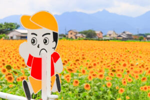 マルホ農園、ひまわり、7月の夏の花、三重県四日市市の観光・撮影スポットの名所