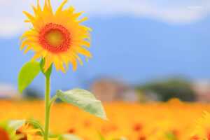 マルホ農園、ひまわり、7月の夏の花、三重県四日市市の観光・撮影スポットの名所