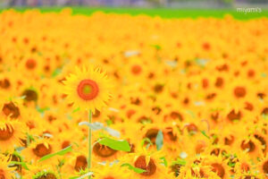 マルホ農園、ひまわり、7月の夏の花、三重県四日市市の観光・撮影スポットの名所