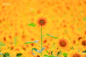 マルホ農園、ひまわり、7月の夏の花、三重県四日市市の観光・撮影スポットの名所
