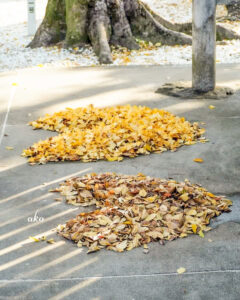 上飯田六所宮、花手水舎、名古屋市北区の観光・撮影スポットの名所