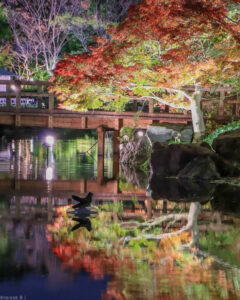白鳥庭園、観楓会、紅葉、ライトアップ、11月、秋、名古屋市熱田区の観光・撮影スポットの画像と写真