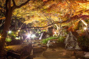 白鳥庭園、観楓会、紅葉、ライトアップ、11月、秋、名古屋市熱田区の観光・撮影スポットの画像と写真