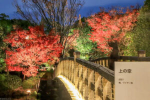 白鳥庭園、観楓会、紅葉、ライトアップ、11月、秋、名古屋市熱田区の観光・撮影スポットの画像と写真