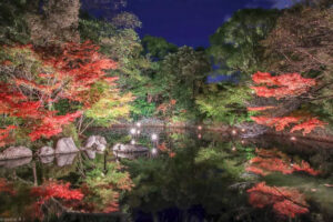白鳥庭園、観楓会、紅葉、ライトアップ、11月、秋、名古屋市熱田区の観光・撮影スポットの画像と写真