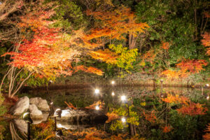 白鳥庭園、観楓会、紅葉、ライトアップ、11月、秋、名古屋市熱田区の観光・撮影スポットの画像と写真