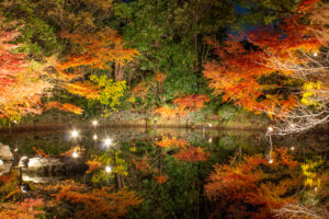 白鳥庭園、観楓会、紅葉、ライトアップ、11月、秋、名古屋市熱田区の観光・撮影スポットの画像と写真