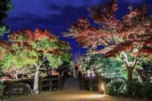 白鳥庭園、観楓会、紅葉、ライトアップ、11月、秋、名古屋市熱田区の観光・撮影スポットの画像と写真
