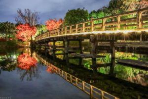 白鳥庭園、観楓会、紅葉、ライトアップ、11月、秋、名古屋市熱田区の観光・撮影スポットの画像と写真