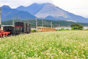 丹生川駅、三岐鉄道、そば畑、9月夏の花、三重県いなべ市の観光・撮影スポットの名所