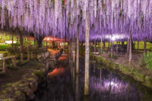 天王川公園、藤、ライトアップ、5月の夏の花、愛知県津島市の観光・撮影スポットの画像と写真