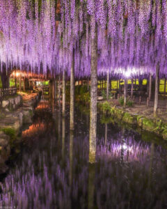 天王川公園、藤、ライトアップ、5月の夏の花、愛知県津島市の観光・撮影スポットの画像と写真
