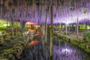 天王川公園、藤、ライトアップ、5月の夏の花、愛知県津島市の観光・撮影スポットの画像と写真