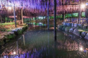 天王川公園、藤、ライトアップ、5月の夏の花、愛知県津島市の観光・撮影スポットの画像と写真