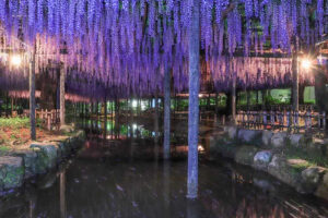 天王川公園、藤、ライトアップ、5月の夏の花、愛知県津島市の観光・撮影スポットの画像と写真