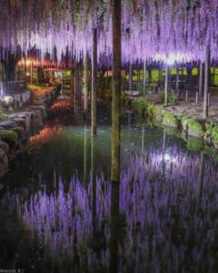 天王川公園、藤、ライトアップ、5月の夏の花、愛知県津島市の観光・撮影スポットの画像と写真