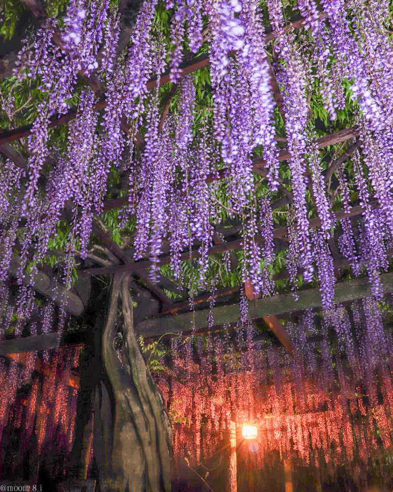 天王川公園、藤、ライトアップ、5月の夏の花、愛知県津島市の観光・撮影スポットの画像と写真