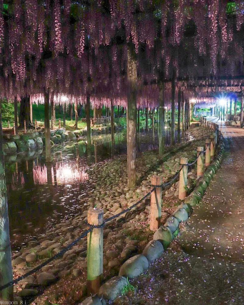 天王川公園、藤、ライトアップ、5月の夏の花、愛知県津島市の観光・撮影スポットの画像と写真
