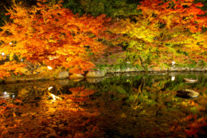 徳川園、紅葉、ライトアップ、名古屋市東区の観光・撮影スポットの名所