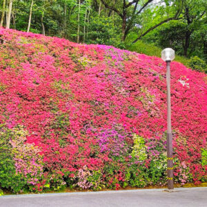 つどいの丘、つつじ、４月の春の花、愛知県豊田市の観光・撮影スポットの名所