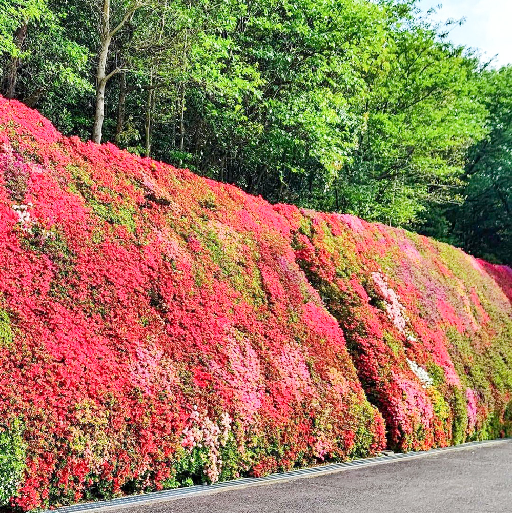 つどいの丘、つつじ、４月の春の花、愛知県豊田市の観光・撮影スポットの名所