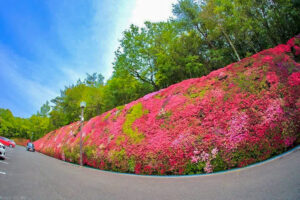 つどいの丘、つつじ、４月の春の花、愛知県豊田市の観光・撮影スポットの名所