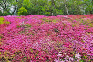 つどいの丘、つつじ、４月の春の花、愛知県豊田市の観光・撮影スポットの名所