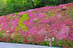 つどいの丘、つつじ、４月の春の花、愛知県豊田市の観光・撮影スポットの名所