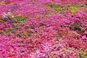 つどいの丘、つつじ、４月の春の花、愛知県豊田市の観光・撮影スポットの名所